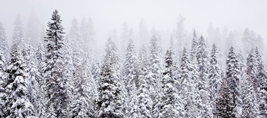 Treetops in Winter